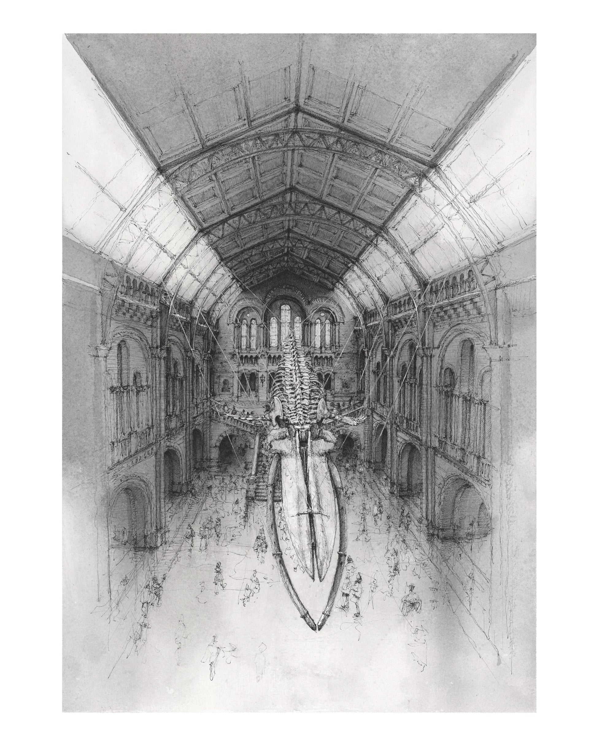 Natural History Museum London Prints